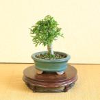 ミニ盆栽：にれけやき*楕円陶器鉢 