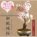 まだ間に合う母の日ギフト 2025 桜盆栽 母の日開花:御殿場桜(信楽焼黒イブシ金彩鉢) *プレゼント花 さくら 鉢植え 鉢花 お花見bonsai
