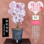 まだ間に合う母の日ギフト 2025 桜盆栽:母の日開花御殿場桜(信楽焼黒釉丸深鉢) *プレゼント花 さくら 鉢植え 鉢花 お花見bonsai