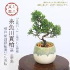 ミニ盆栽：糸魚川真柏（曲・3年生
