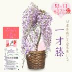  День матери подарок 2026 Sakura : День матери один лет глициния корзина есть * цветочный горшок растение в горшке саженец .. Fuji bonsai