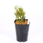  классика садоводство растения : сосна лист орхидея (matsu аспидистра )[.. лев .]*.....