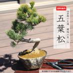 父の日ギフト2025にも 小品盆栽:五葉松(瀬戸焼変形鉢)* 祝い ギフト gift 誕生日祝 開店祝 御祝 プレゼントにもbonsai