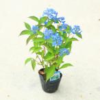 鉢花　庭木苗・植木苗：山アジサイ（やまあじさい）（七変化）しちへんげ