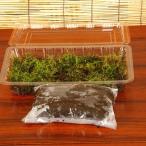  кокэдама комплект ( натуральный мох )