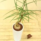 観葉植物 ボトルツリー ブラキキトン ルペストリス Mse陶器鉢 Buyee Buyee 日本の通販商品 オークションの代理入札 代理購入