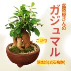 敬老の日2025にも がじゅまる インテリア盆栽: ガジュマル 多幸の樹 信楽焼岩石梅鉢*苔と砂付き 鉢植え 誕生日御祝bonsai
