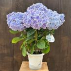 紫陽花:アジサイ 万華鏡*5号 苗 【剪定済み株】あじさい