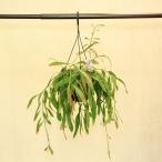 多肉植物：リプサリス　ラムローサ*７号吊り鉢 　観葉植物　希少特大サイズの写真