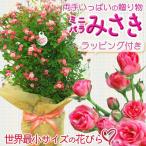 遅れてごめんね母の日ギフト 2025 鉢花:ミニバラ “みさき”*ラッピング付きプレゼント鉢植え