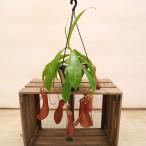 観葉植物　おしゃれ　食虫植物：ウツボカズラ・アラータ*ネペンテス　ネペンシス　吊り鉢　5号　SALEの写真