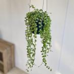 観葉植物：ディスキディア　ヌンムラリア*3.5号　吊り鉢の写真