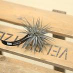 観葉植物：チランジアアエラントスニ...