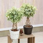 観葉植物鉢カバー色選べます：フィカ...