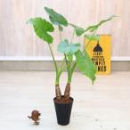 観葉植物：クワズイモ2本寄せ*黒セ...