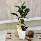 おしゃれ 観葉植物:フランスゴムの木 曲*角プラポット フィカスルビギノーサ 再入荷しました