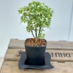 観葉植物：ポリシャスシュガーベビー...