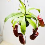 希少品種観葉植物食虫植物：ウツボカ...