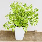  модный декоративное растение : стерео spec rumam лимон lime * pra pot 