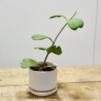おしゃれ 観葉植物:ハートホヤ カーリー*鉢植え 受皿付