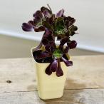 おしゃれ観葉植物：アエオニウムカシ...