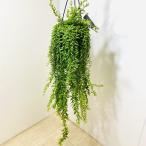 おしゃれ　観葉植物：エスキナンサス　ヤフロレピス*5号　吊り鉢の写真