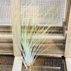 おしゃれ観葉植物エアープランツ：チ...