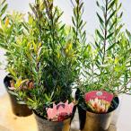 鉢花 観葉植物：リューカデンドロン*各種選べます 5号 リュウカデンドロン