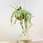  модный декоративное растение можно выбрать :tiskitia здесь cocos nucifera pot имеется * подвешивание 