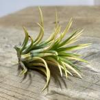 おしゃれ観葉植物：チランジアイオナ...