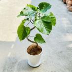おしゃれ観葉植物：フィカスウンベラ...