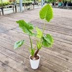 おしゃれ観葉植物：クワズイモ2本寄...