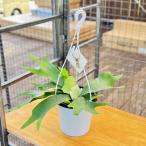 おしゃれ観葉植物：ビカクシダコウモ...
