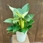 おしゃれ　観葉植物：フィロデンドロン バーキン*5号 プラポット