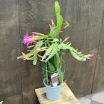 おしゃれ　観葉植物　花色選べる：クジャクサボテン*4号　孔雀サボテン
