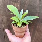 おしゃれ観葉植物：ビカクシダコウモ...