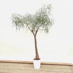 おしゃれ 観葉植物：ブラキキトン ボトルツリー*８号セラアート 現品 大型佐川急便