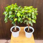 おしゃれ 観葉植物 選べる フィカス :ねじり ベンジャミン*4号プラポット プリンセスorキングハロー 斑入り葉 緑葉