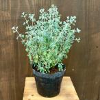  цветок рассада декоративное растение : белый соль втулка *5 номер lagoti голубой -ji- растения neitib растения Австралия растения 