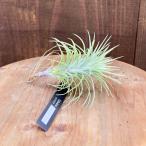 おしゃれ観葉植物エアープランツ：チ...
