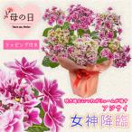 ショッピングアジサイ 母の日　プレゼント：アジサイ　女神降臨（めがみこうりん）ピンク*ラッピング付　紫陽花