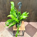 おしゃれ 観葉植物：アグラモルファ コロナンス*カザリシダ 5号 吊り鉢