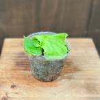 おしゃれ観葉植物：ビカクシダコウモ...