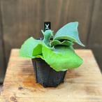 おしゃれ観葉植物：ビカクシダコウモ...