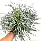 おしゃれ観葉植物エアープランツ：チ...