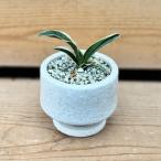 古典園芸植物：万年青鉢植え*受皿付...