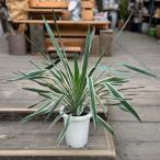 おしゃれ観葉植物：斑入りユッカグロ...
