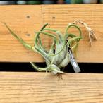 おしゃれ観葉植物エアープランツ：チ...