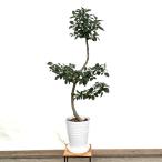 おしゃれ観葉植物：フランスゴムの木...