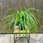 観葉植物 苗 グランドカバー グラス:カレックス オシメンシス エヴァーシーン*5号